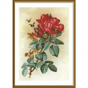 Набір для вишивки нитками на канві з фоновим зображенням Червона троянда