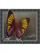 Набор для вышивки бисером на прозрачной основе Бабочка Марпезия Марселла