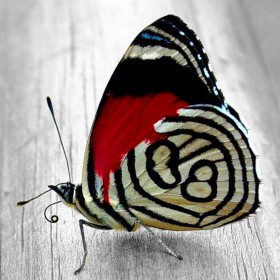 Набор для выкладки алмазной мозаикой Яркая бабочка