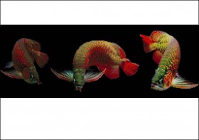 Схема вышивки бисером на атласе Рыбки Карпы