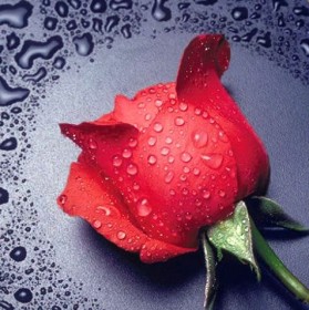 Набор для выкладки алмазной мозаикой Красная роза