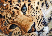 Схема для вишивання бісером на атласі Золотий леопард повна зашивка