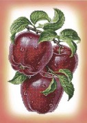 Схема вишивки бісером на габардині Яблука