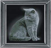 Набор для вышивки крестом Британская короткошерстная кошка