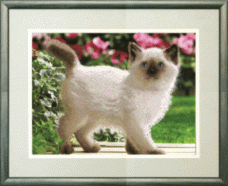 Рисунок на ткани для вышивки бисером Котёнок Чарiвна мить (Чаривна мить) СБ-177